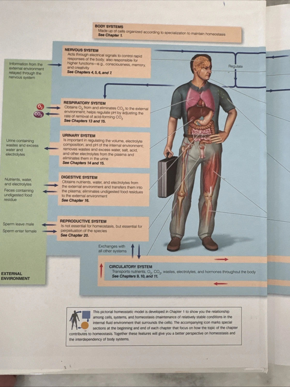 Human Physiology From Cells to Systems 8th Edition Lauralee Sherwood Hardcover